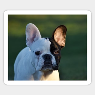 French bulldog Sticker